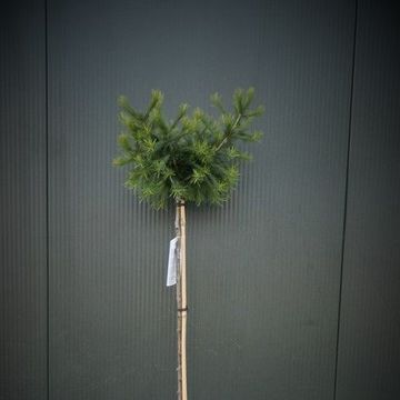 Larix decidua 'Kórnik'