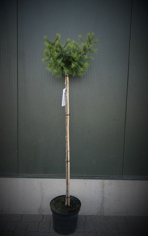 Larix decidua 'Kórnik'