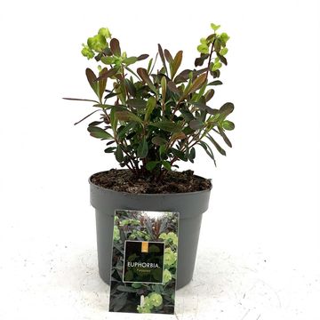 Euphorbia amygdaloides 'Purpurea'