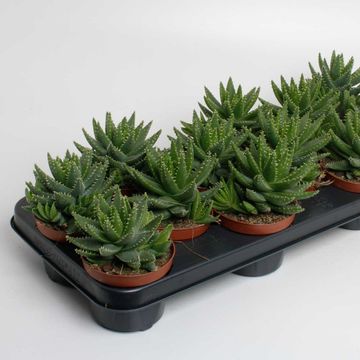 Aloe brevifolia