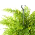 Nephrolepis exaltata 'Tiger Fern'