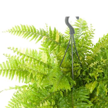Nephrolepis exaltata 'Tiger Fern'