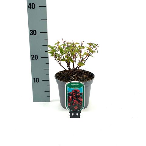 Hypericum MIRACLE BLOSSOM