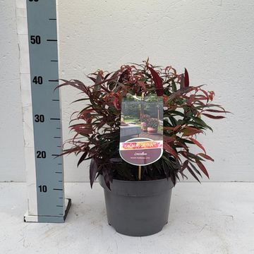 Leucothoe keiskei BURNING LOVE
