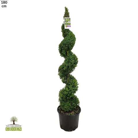 Buxus sempervirens