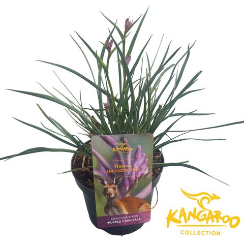Anigozanthos 'Purple Carnivale'