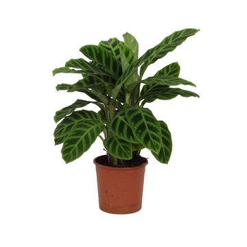 Calathea zebrina