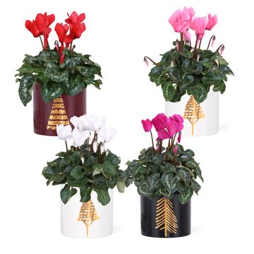 Cyclamen persicum SUPER SERIE S ALLURE MIX