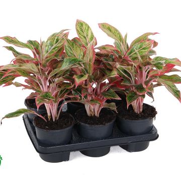 Aglaonema 'Elena'