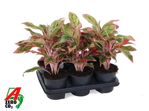 Aglaonema 'Elena'