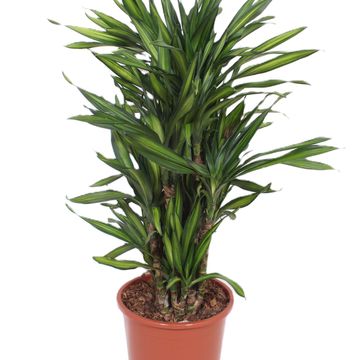 Dracaena fragrans RIKI
