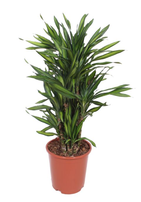 Dracaena fragrans RIKI