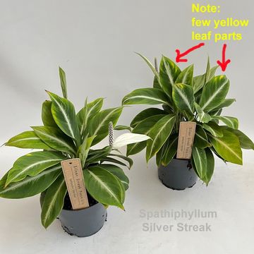 Spathiphyllum 'Silver Streak'