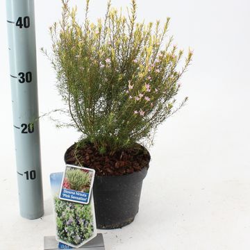 Diosma hirsuta 'Pink Sensation'