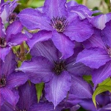 Clematis VIVA LA VIDA  (LL)