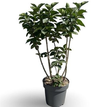 Syringa vulgaris 'Andenken an Ludwig Späth'