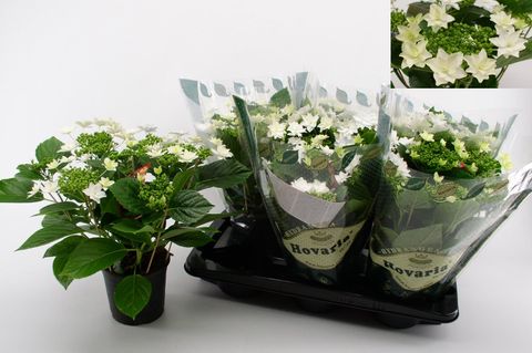 Hydrangea macrophylla 'Vuurwerk Wit'