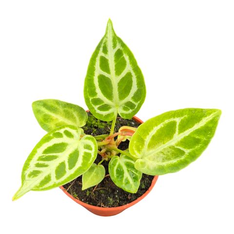 Anthurium DocBlock Anthurium Briëlle® '16' X Briëlle® '16'