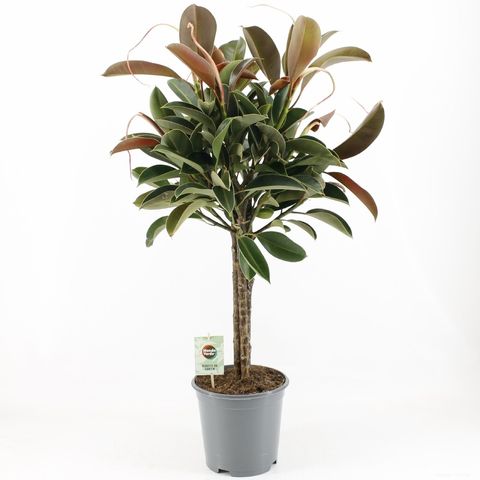 Ficus elastica 'Melany'