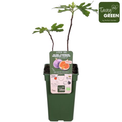 Ficus carica 'Gustissimo Perretta'