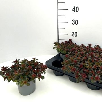 Sedum spurium SPOT ON DEEP ROSE