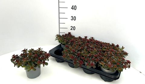 Sedum spurium SPOT ON DEEP ROSE