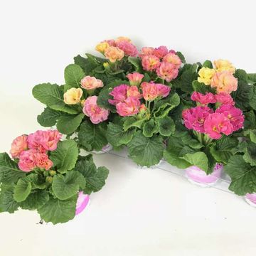 Primula GIRL'S DELIGHT MIX