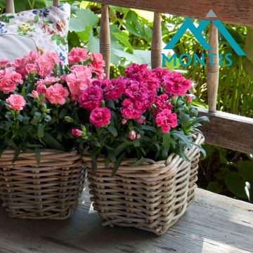 Диантус OSCAR CHERRY