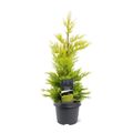 x Cupressocyparis leylandii 'Gold Rider'