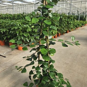 Ficus natalensis 'Trinova'