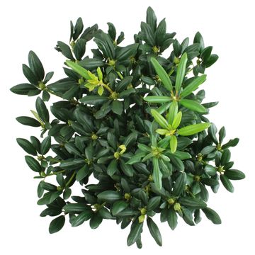 Rhododendron 'Everestianum'