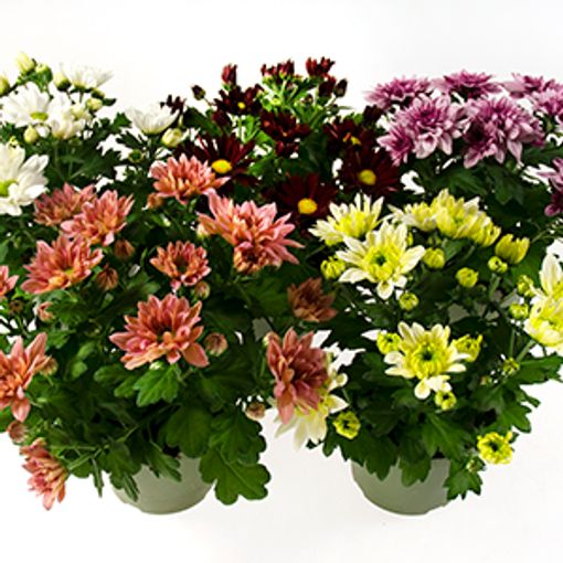 Chrysanthemum INDICUM MIX