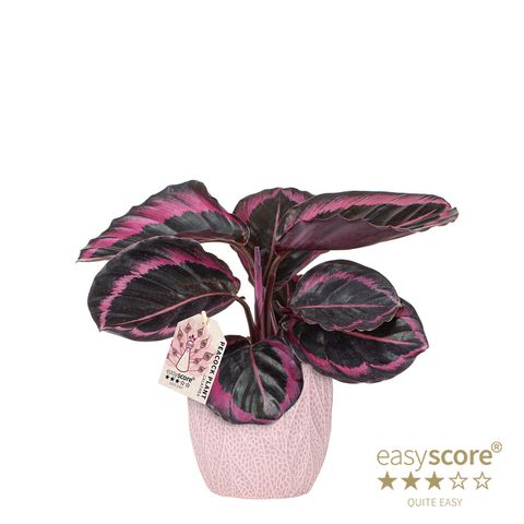 Calathea roseopicta 'Dottie'