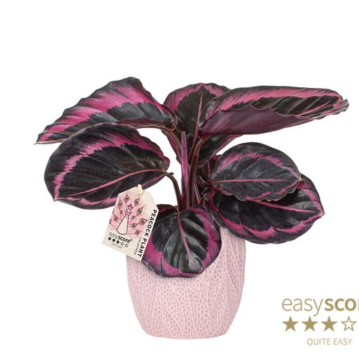 Calathea roseopicta 'Dottie'