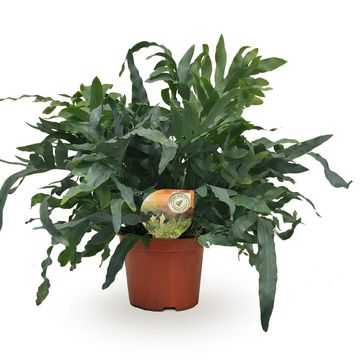 Phlebodium aureum 'Blue Star'
