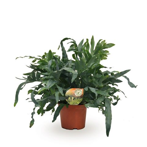 Phlebodium aureum 'Blue Star'