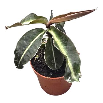 Labisia pumila
