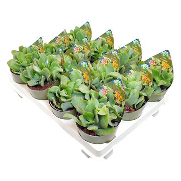 Crassula arborescens undilatifolia