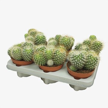 Mammillaria magnifica