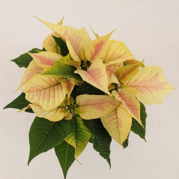 Euphorbia pulcherrima CHRISTMAS FEELINGS MARBLE