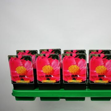 Paeonia 'Nymphe'
