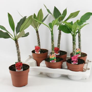 Plumeria MIX
