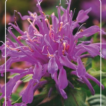 Monarda BALMY LILAC