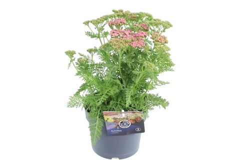 Achillea millefolium DESERT EVE DEEP ROSE