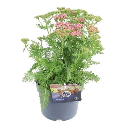 Achillea millefolium DESERT EVE DEEP ROSE