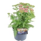 Achillea millefolium DESERT EVE DEEP ROSE