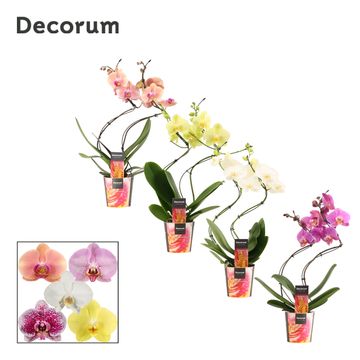 Phalaenopsis MIX