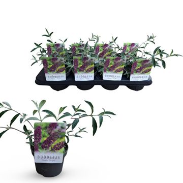 Buddleja davidii 'Nanho Purple'