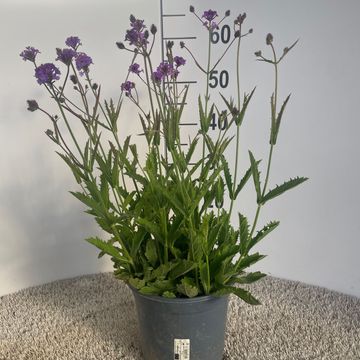 Verbena rigida