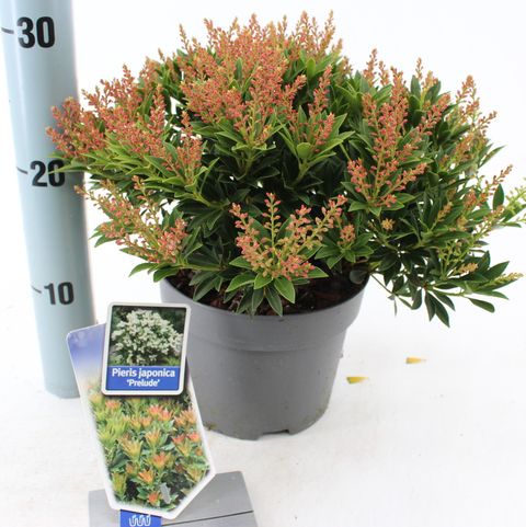 Pieris japonica 'Prelude'